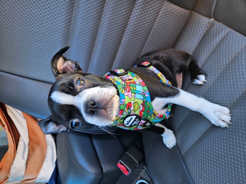 Adopt Finn from Mandurah WA AdoptADog