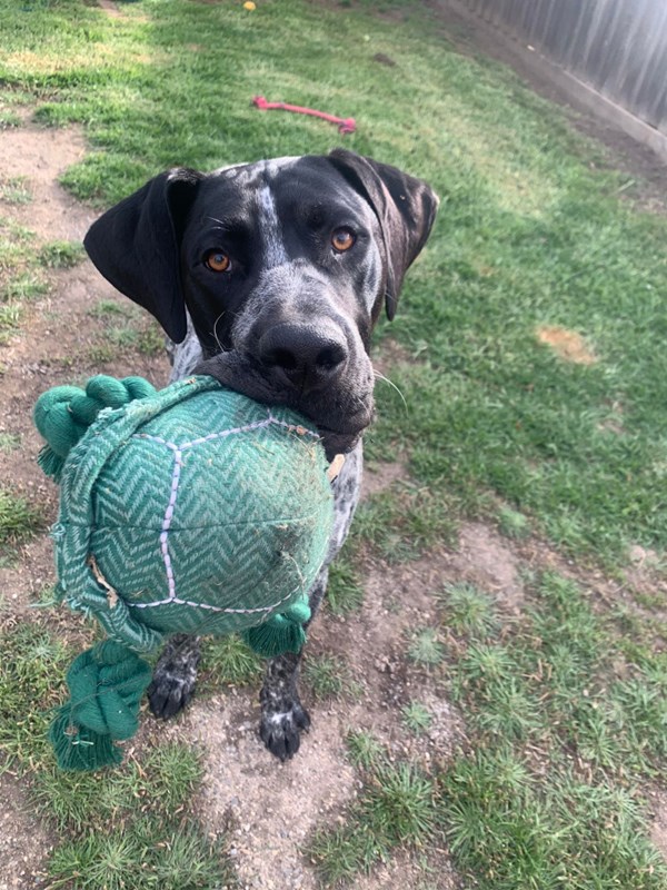 adopt-bluey-from-werribee-vic-adopt-a-dog