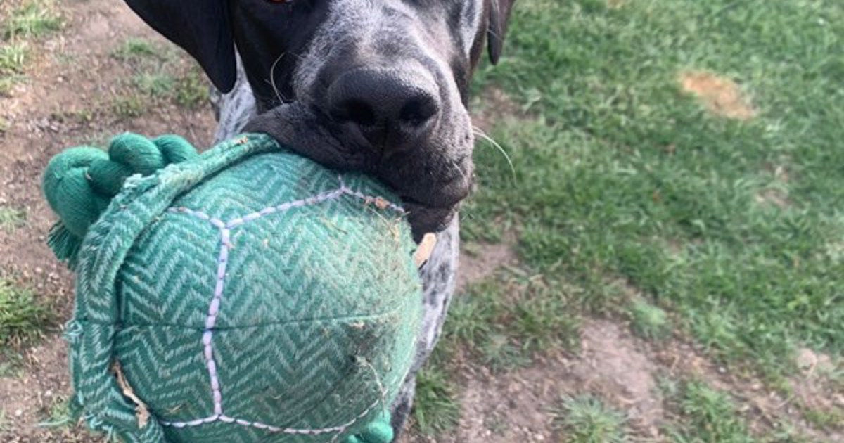 Adopt Bluey From Werribee VIC Adopt A Dog adopt-bluey-from-werribee-vic-adopt-a-dog