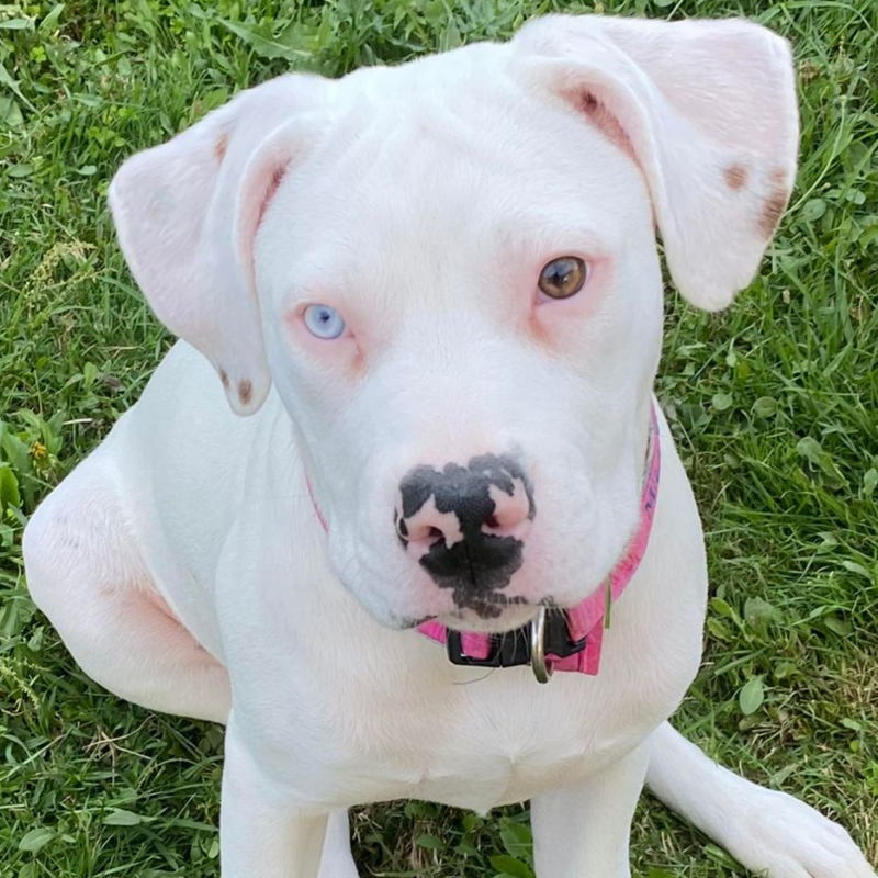 Adopt Tones from Sunbury VIC AdoptADog