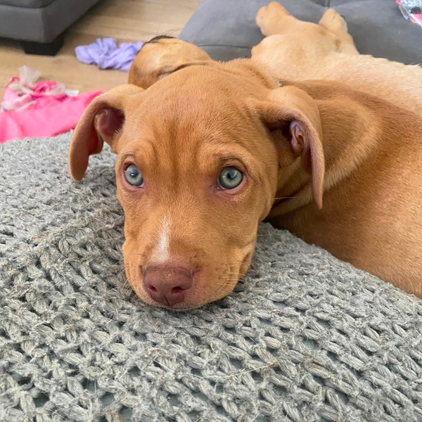 Adopt Toffee from Adelaide SA AdoptADog