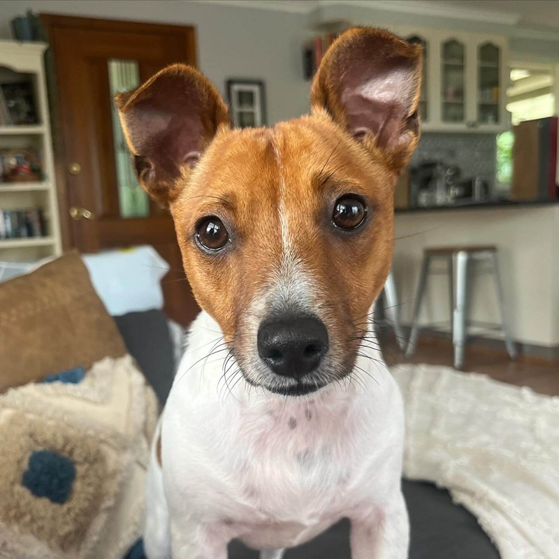 Adopt Louis from Canberra ACT AdoptADog