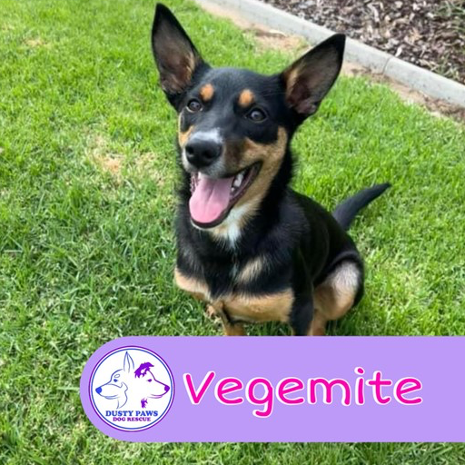 Adopt Vegemite from Onkaparinga Hills SA AdoptADog