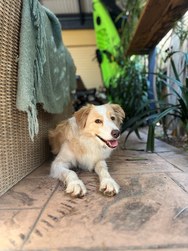 Adopt Katie from Melton VIC AdoptADog