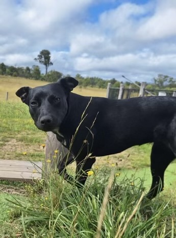 Adopt Gypsy from Ipswich QLD | Adopt-A-Dog