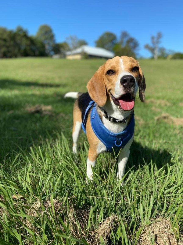 Adopt Barry from Jindalee QLD AdoptADog