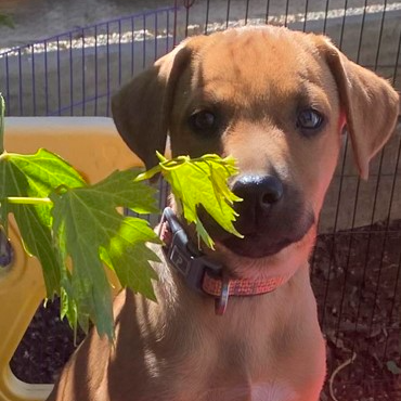 Adopt West from Adelaide SA AdoptADog