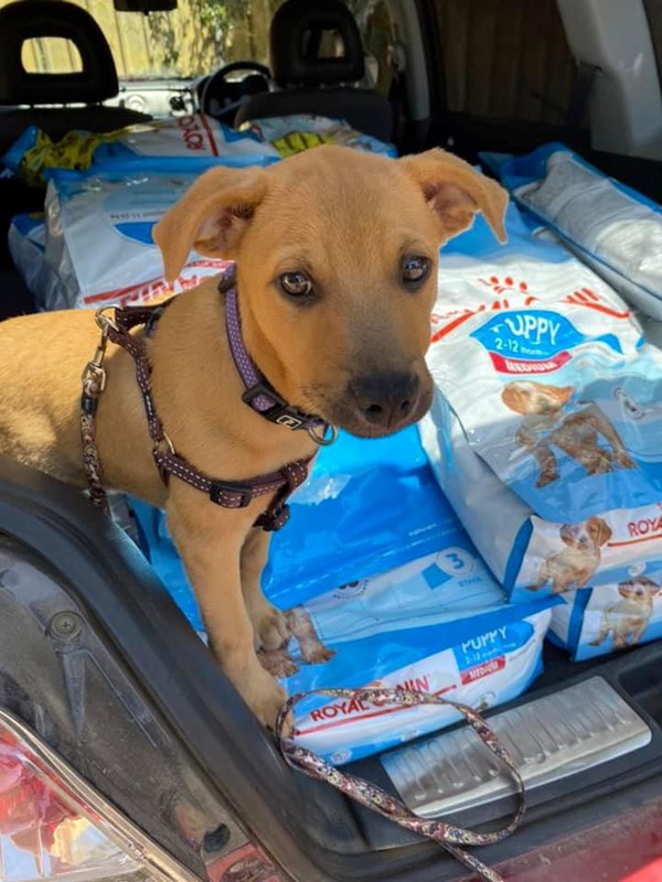 Adopt East from Adelaide SA AdoptADog