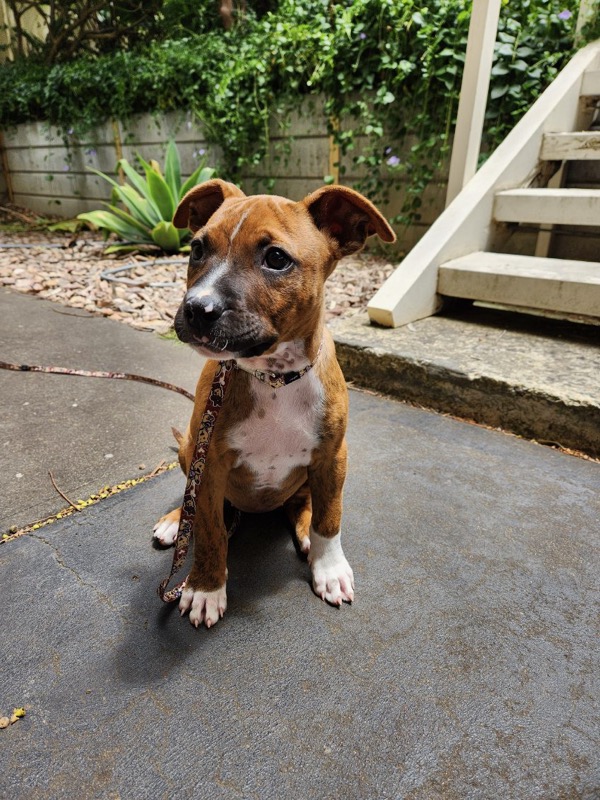 Adopt Toffee from Adelaide SA AdoptADog