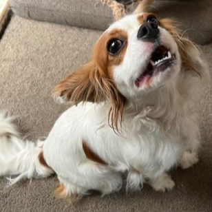 Adopt Layla from Kilsyth South VIC AdoptADog