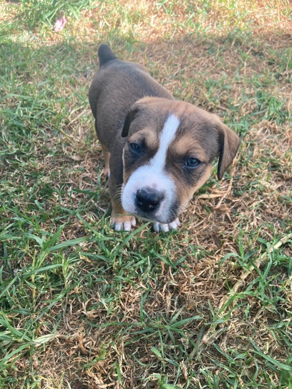 Adopt Kyle from Denmark AdoptADog