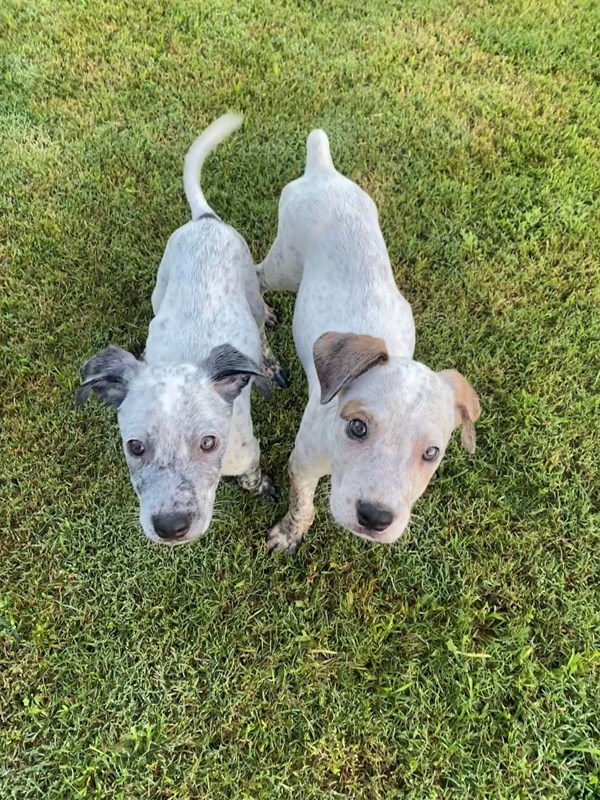 Adopt Ranger and Rusty from Beaudesert QLD | Adopt-A-Dog