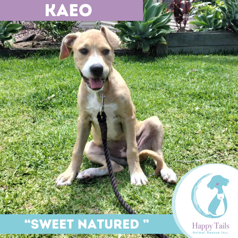 Adopt Kaeo from Helensvale QLD AdoptADog
