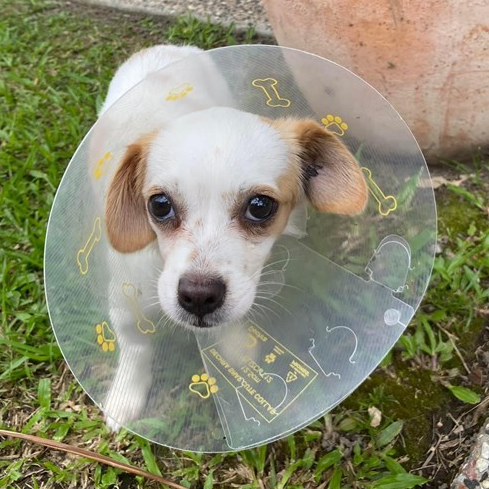 Adopt Maxie from Mudgeeraba QLD AdoptADog