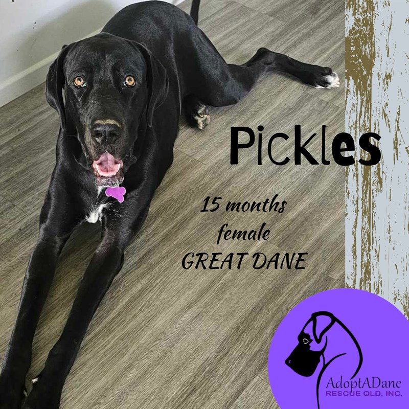 Adopt Pickles from Brisbane QLD AdoptADog