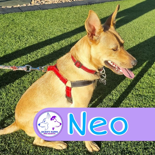 Adopt Neo from Onkaparinga Hills SA AdoptADog