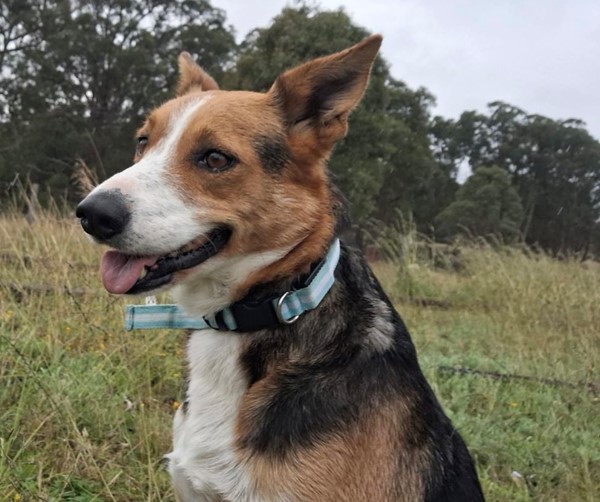 Adopt Willow from Ipswich QLD | Adopt-A-Dog