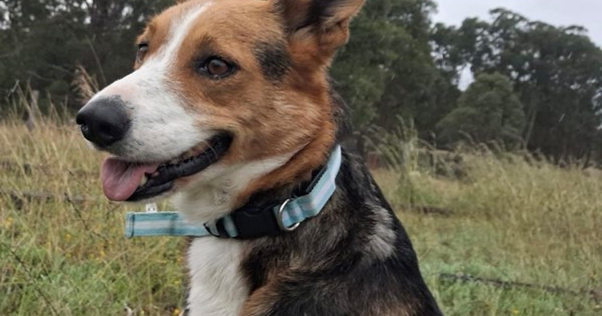 Adopt Willow From Ipswich QLD Adopt A Dog Adopt willow from ipswich qld adopt a dog