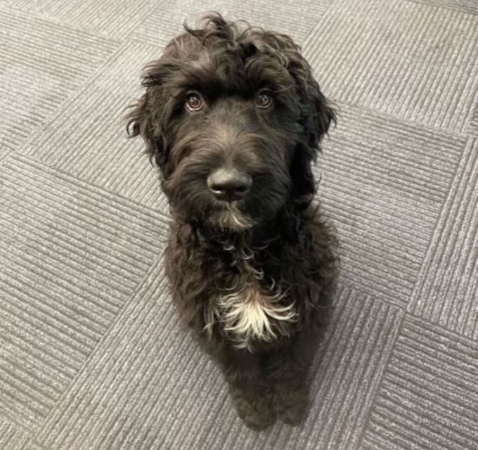 Adopt Hugo from Ipswich QLD | Adopt-A-Dog