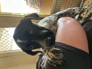 Adopt Banjo from Ipswich QLD | Adopt-A-Dog