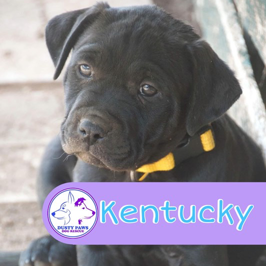 Adopt Kentucky from Two Wells SA AdoptADog
