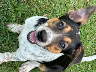 Adopt Sasha from Ipswich QLD | Adopt-A-Dog