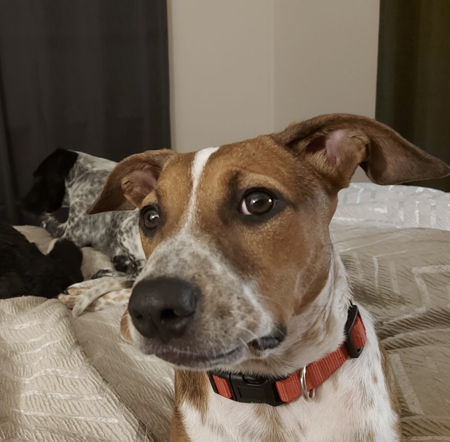 Adopt Ruby from Ipswich QLD | Adopt-A-Dog