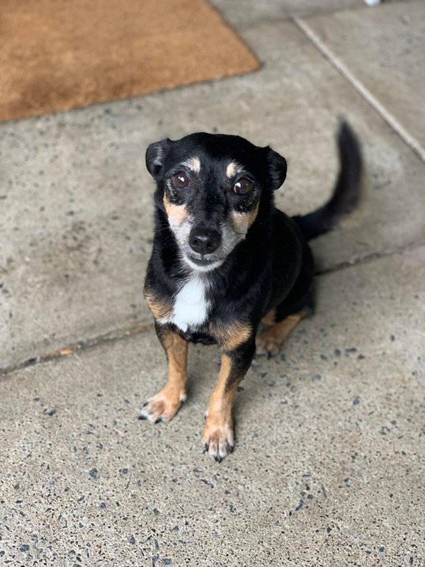 Adopt Jester from Ipswich QLD | Adopt-A-Dog