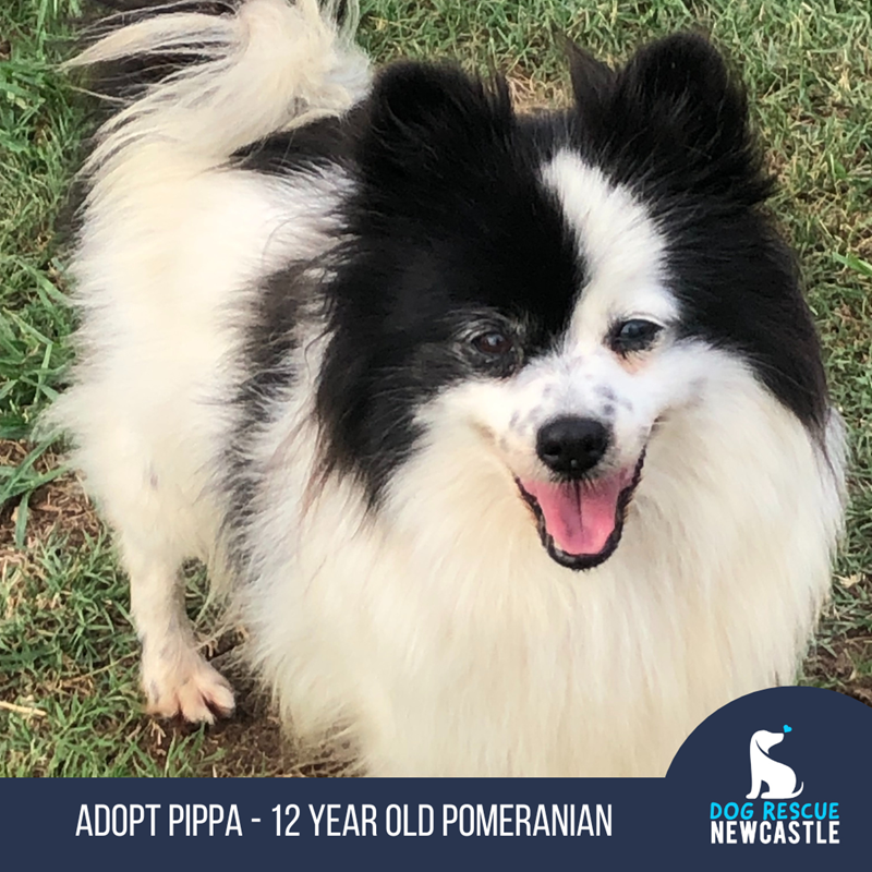 Adopt Pippa (Trial) from Singleton NSW | Adopt-A-Dog