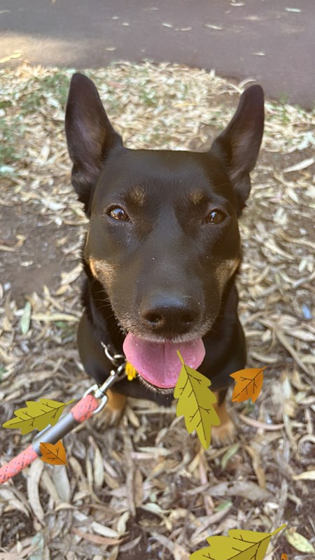 Adopt Lilly from Kilsyth VIC AdoptADog