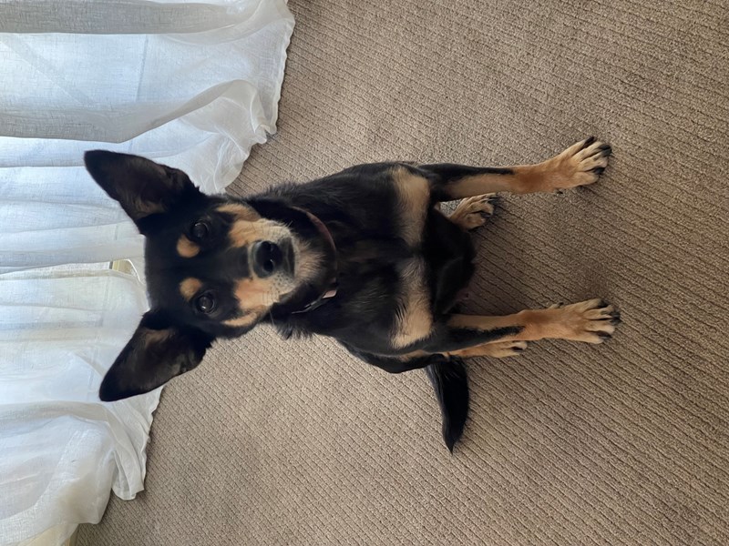 Adopt Willow from Adelaide SA AdoptADog