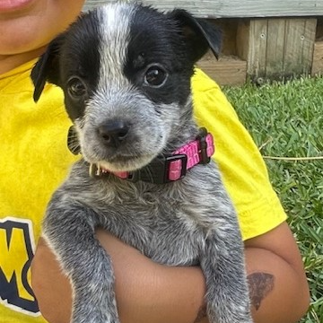 Adopt Binck from Newport NSW AdoptADog