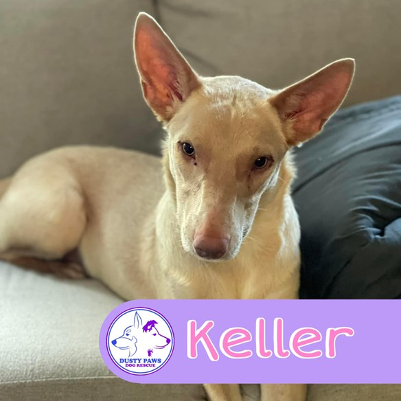 Adopt Keller from Christie Downs SA AdoptADog