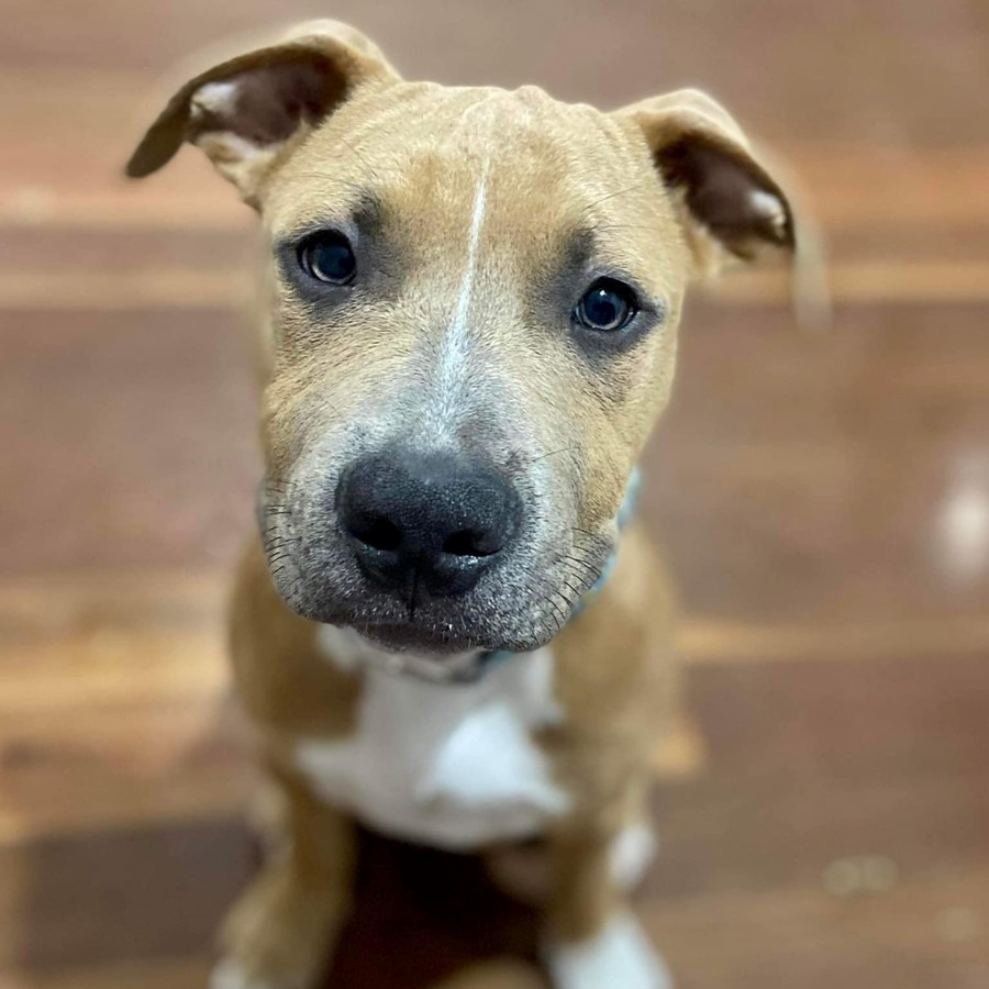 Adopt Triton from Ipswich QLD | Adopt-A-Dog