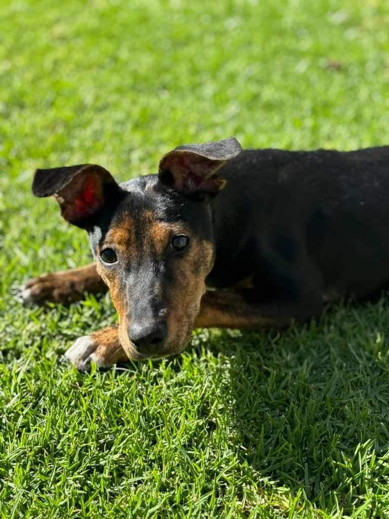 Adopt Pirie from Adelaide SA AdoptADog
