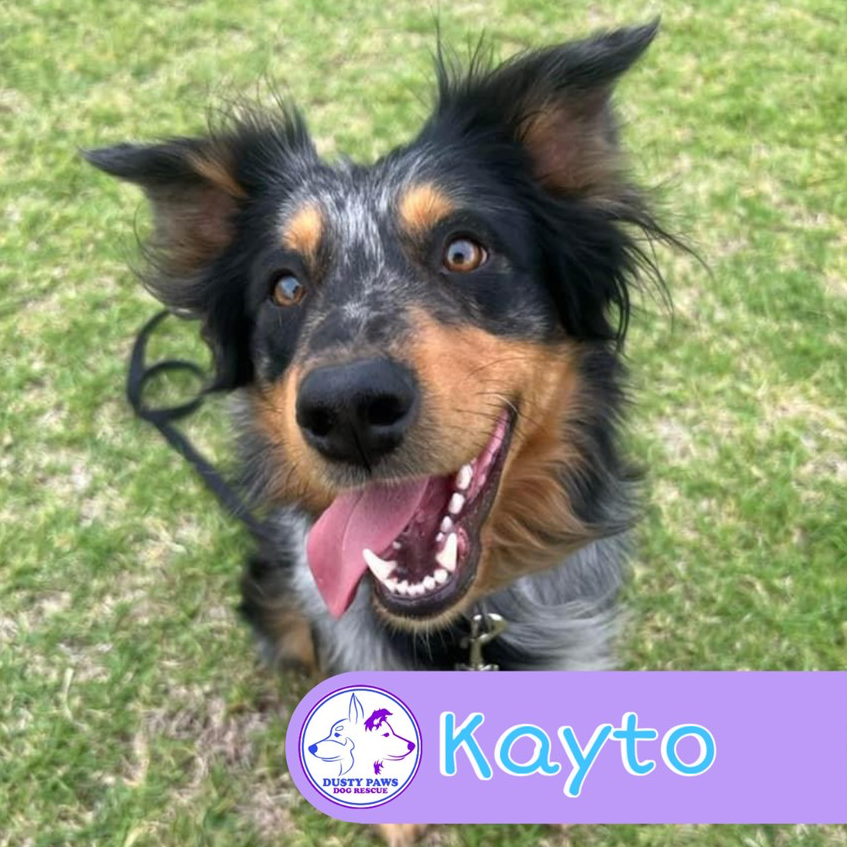 Adopt Kayto from Balaklava SA AdoptADog