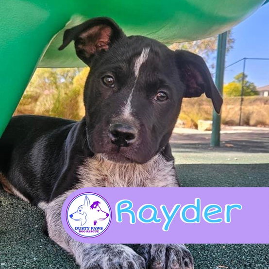 Adopt Rayder from Williamstown SA | Adopt-A-Dog