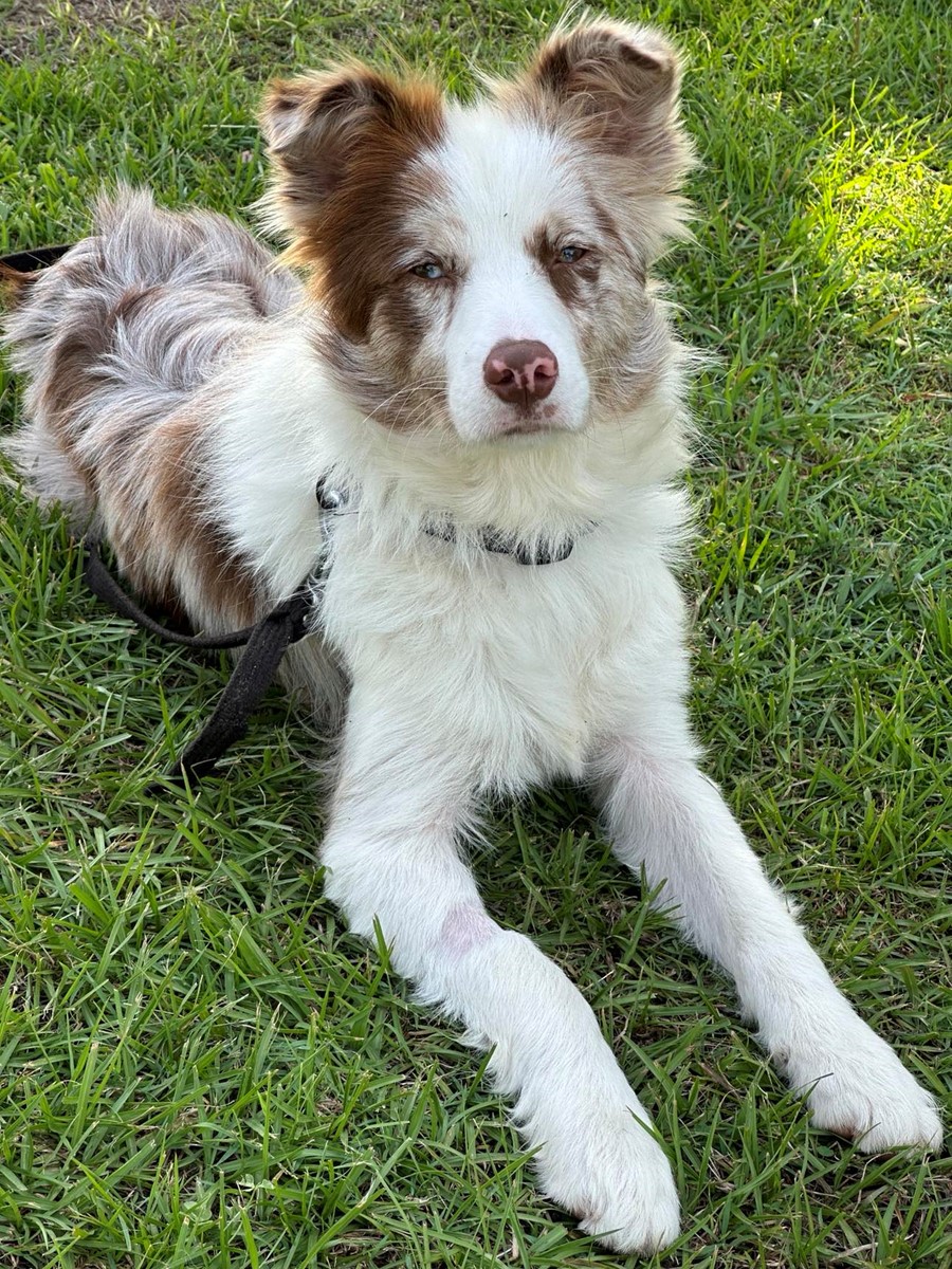 Adopt Benji from Tamborine Mountain QLD AdoptADog