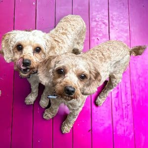 Adopt Bubbles from Ingleside NSW AdoptADog