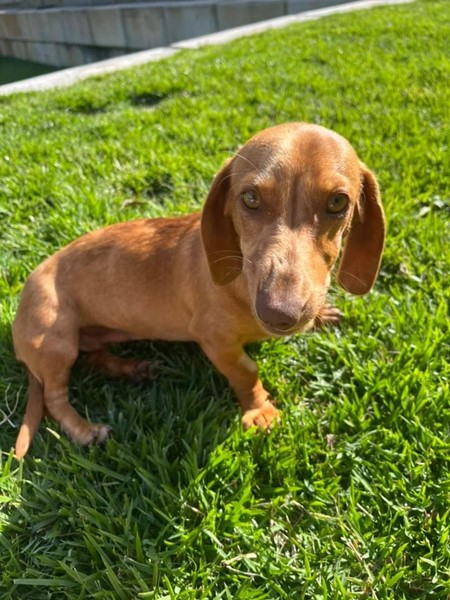 Adopt Mustard from Mudgeeraba QLD AdoptADog