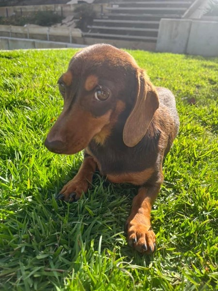 Adopt Ketchup from Mudgeeraba QLD AdoptADog