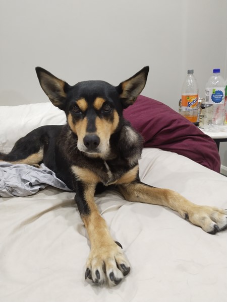 Adopt Coco *150 Adoption Fee* from Yarrabilba QLD AdoptADog