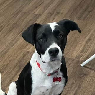 Adopt Clyde from Warragul VIC AdoptADog