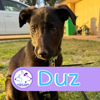 Adopt Duz from Balaklava SA AdoptADog