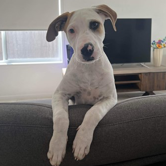adopt-nala-the-lion-king-litter-from-redcliffe-qld-adopt-a-dog