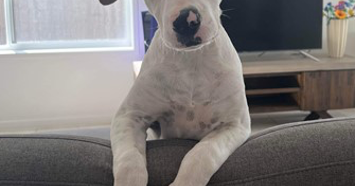 Adopt Nala The Lion King Litter From Redcliffe QLD Adopt A Dog adopt-nala-the-lion-king-litter-from-redcliffe-qld-adopt-a-dog