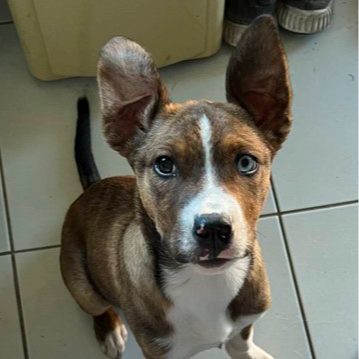 Adopt Alice from Ipswich QLD | Adopt-A-Dog