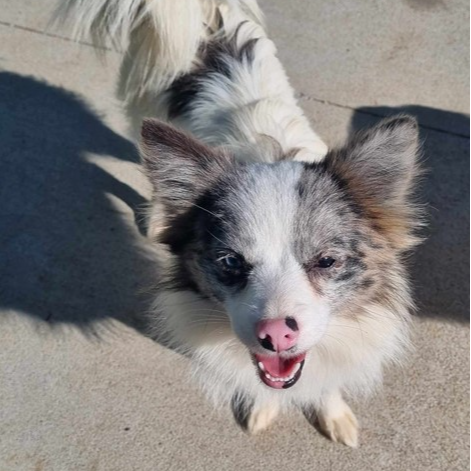 Adopt Lochie from Batlow NSW | Adopt-A-Dog