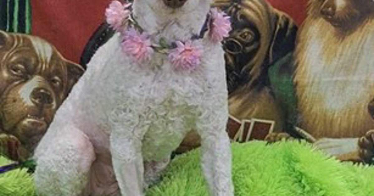Adopt Roxy from Warwick QLD | Adopt-A-Dog