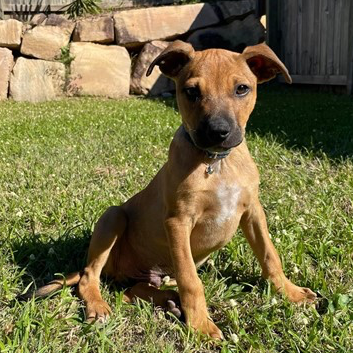 Adopt Ricky from Yarrabilba QLD AdoptADog